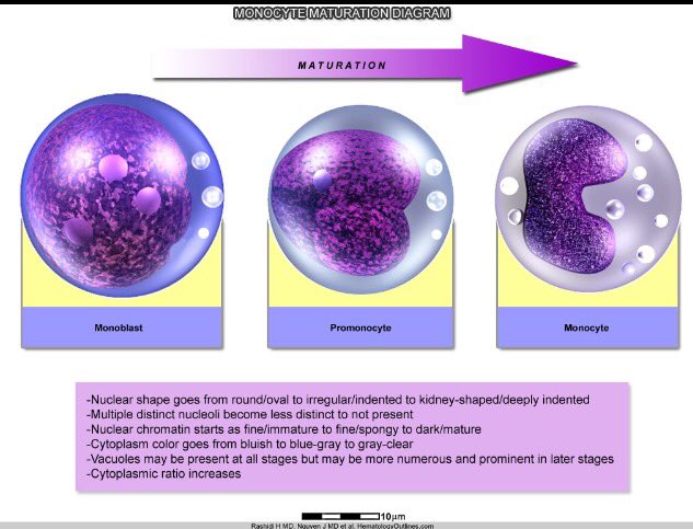 pembeoltulu's tweet photo. Monocyte maturation diagram https://t.co/bffOQiPwUN #POpath #insitupathologists #USCAP2016 @Nathan_E_Lee @kriyer68 https://t.co/gQvIUuKrl3