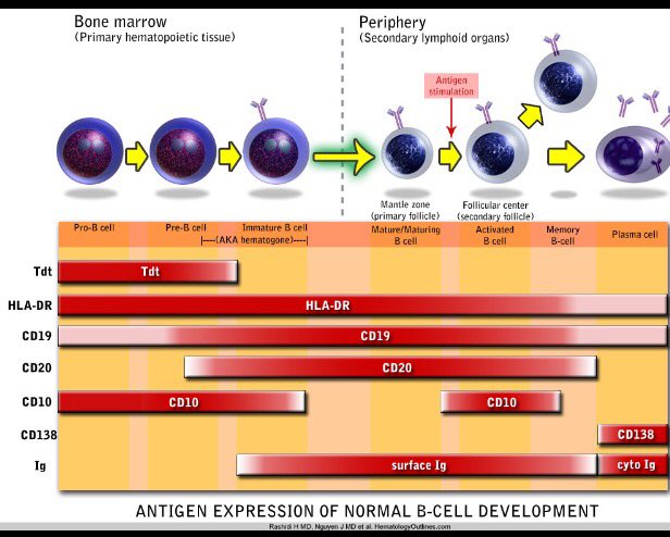 pembeoltulu's tweet photo. B Cell maturation diagram https://t.co/bffOQiPwUN #POpath #insitupathologists #USCAP2016 hemepath @Nathan_E_Lee https://t.co/8EFZHSkNnA