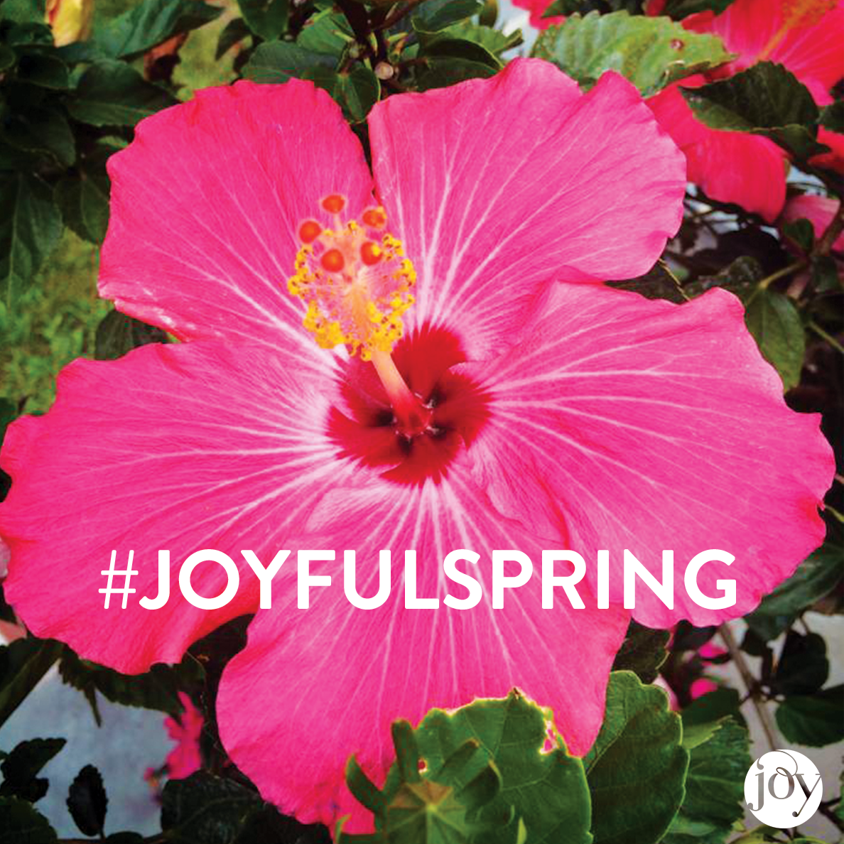 JoyMangano's tweet image. Spring is around the corner! Follow along this week &amp;amp; make your spring cleaning a success. #JoyfulSpring
