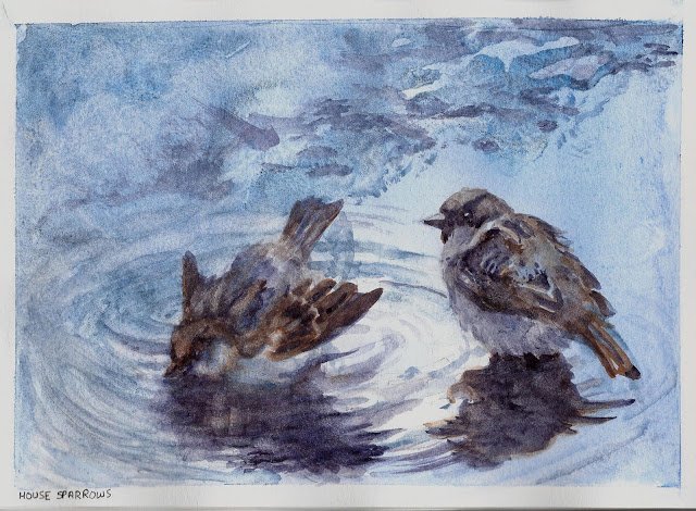 LifeImitatesDdl's tweet photo. Sparrows Bathing and Pouring Paint ##Watercolor #52WeeksOfWatercolourBirds #WatercolorBirds https://t.co/xCIxVNKo6g https://t.co/x7mNmmeMEJ