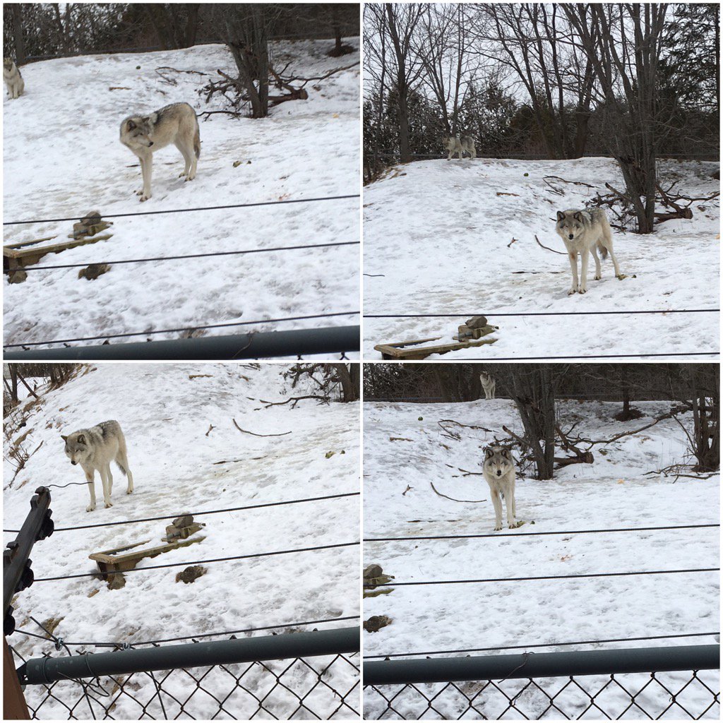 loogoldham's tweet image. Meeting with a Remarkable #Wolf channeling #ChrisStamp @ZooEcomuseum @Montreal #Canada