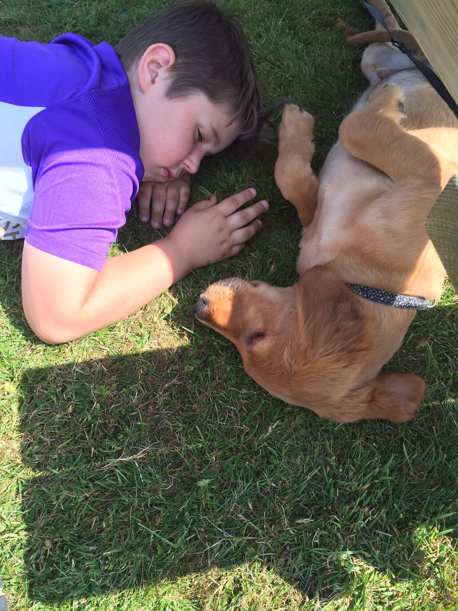 Emmafish85's tweet photo. Jaxson having a nap under a bench with pal #c4crufts https://t.co/Axrdu39mkB