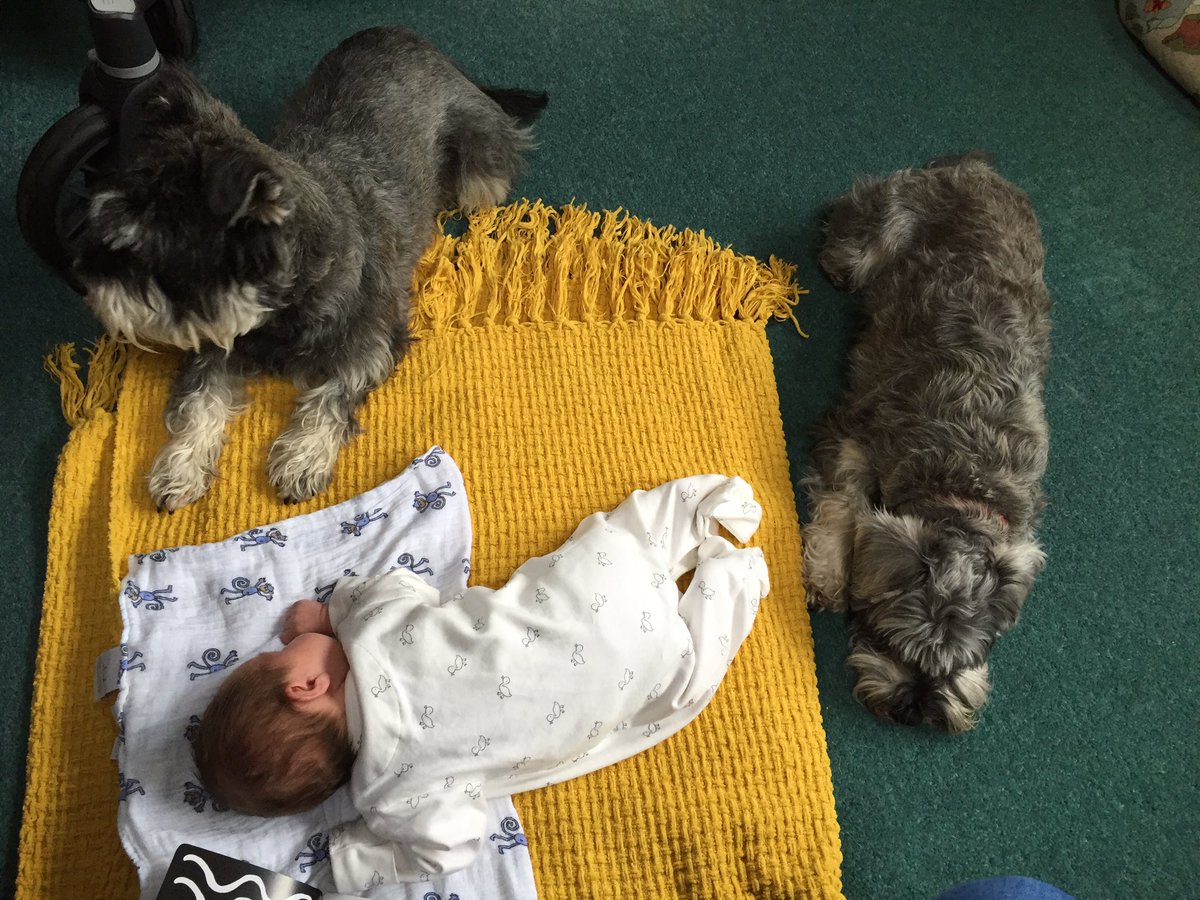 ClaudineMia's tweet photo. Tummy time with Mabel and Gandalf....#4weeksold #MiniatureSchnauzer #c4crufts https://t.co/Uv0VFoqwMA