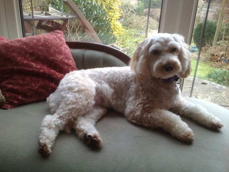 ScottonT's tweet photo. #c4crufts 
Rosie the cockerpoo https://t.co/7bJZQRAv17