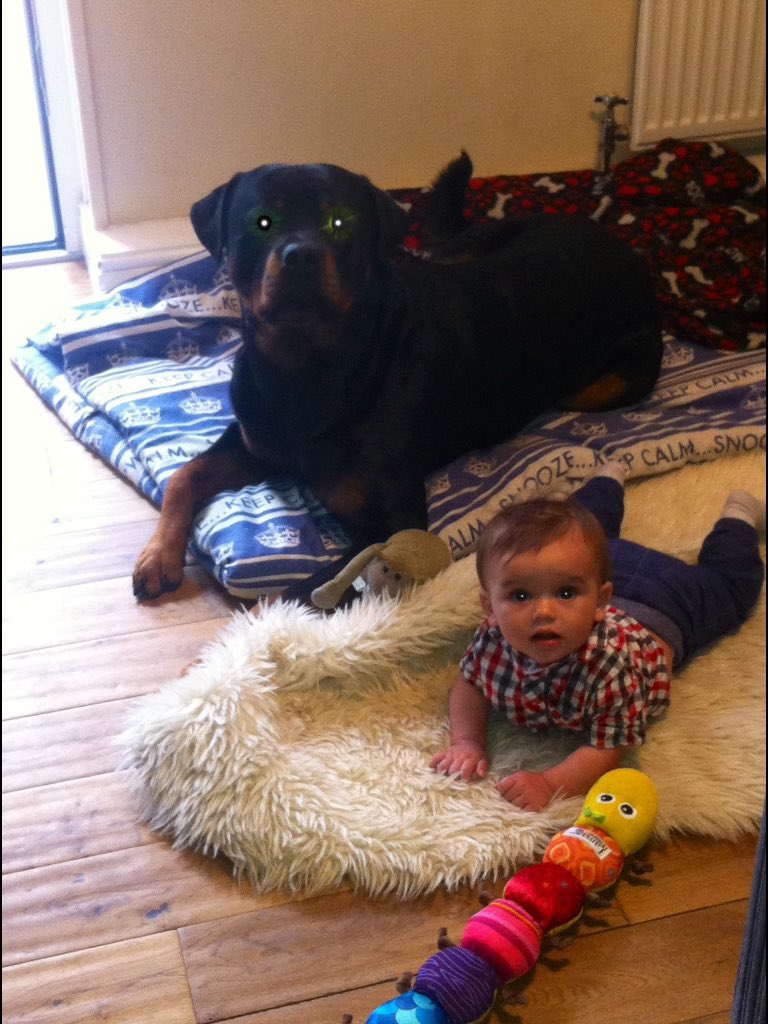 suggs_andicfc's tweet photo. #c4crufts Suggs and Buddy https://t.co/MLsT2zwNj2