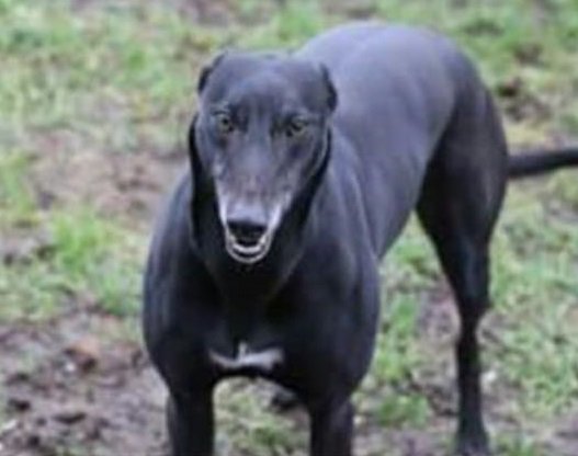 millypod1's tweet photo. Greyhound Female SEEN #PentonMewsey #Charlton #SaxonFields
#Lost #Andover #SP10
https://t.co/T758PATWIg β¦ https://t.co/YBBRVeSN4X