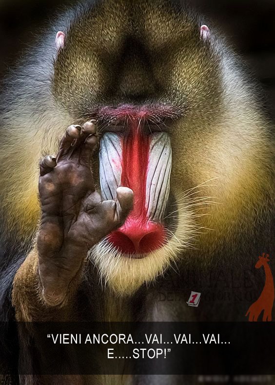 Animali_Coatti's tweet photo. #animalicoatti #parcheggio #vieni #daje #stop #mandrillo https://t.co/W1fPGh0qE0