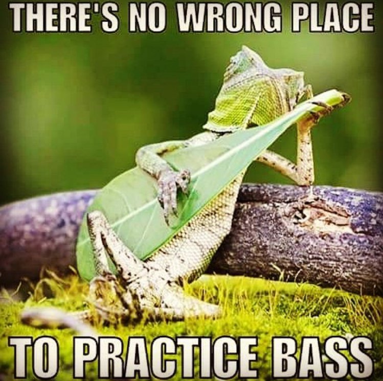 basslinesmatter's tweet photo. Where do you like to practice? I know I wouldn't suggest in the shower ;) - https://t.co/PJvePPFU4s