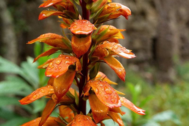 Nadinemi13's tweet photo. The beautiful and rare Canary foxglove (Isoplexis canariensis). Flowers are pollinated by birds &amp; bees. https://t.co/iSrD5rhrFn