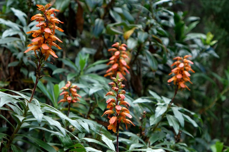 Nadinemi13's tweet photo. The beautiful and rare Canary foxglove (Isoplexis canariensis). Flowers are pollinated by birds &amp; bees. https://t.co/iSrD5rhrFn