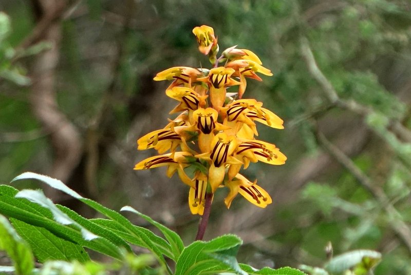 Nadinemi13's tweet photo. The beautiful and rare Canary foxglove (Isoplexis canariensis). Flowers are pollinated by birds &amp; bees. https://t.co/iSrD5rhrFn