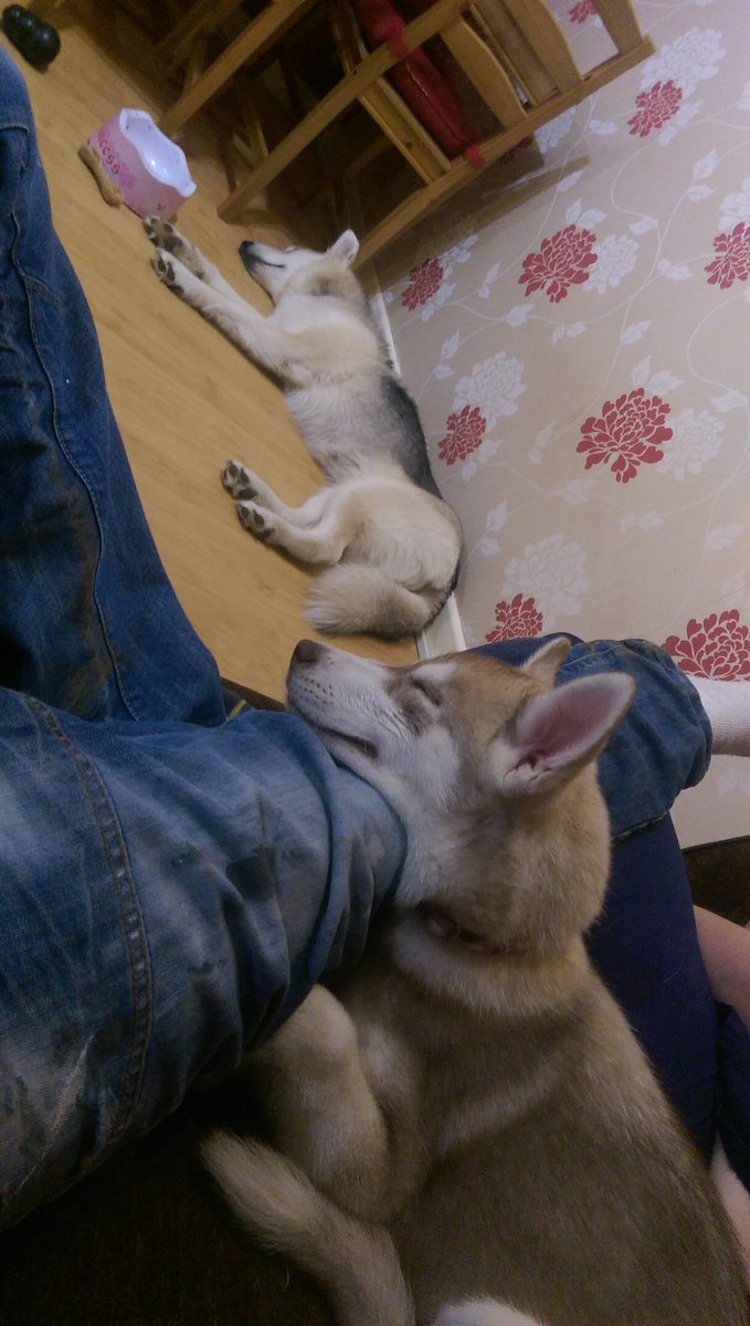 mr_k117's tweet photo. #dysondogs https://t.co/1jaagnOZxS