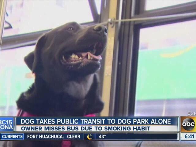 StumblerVideos's tweet photo. A strong independent dog https://t.co/eObOB4PGeb