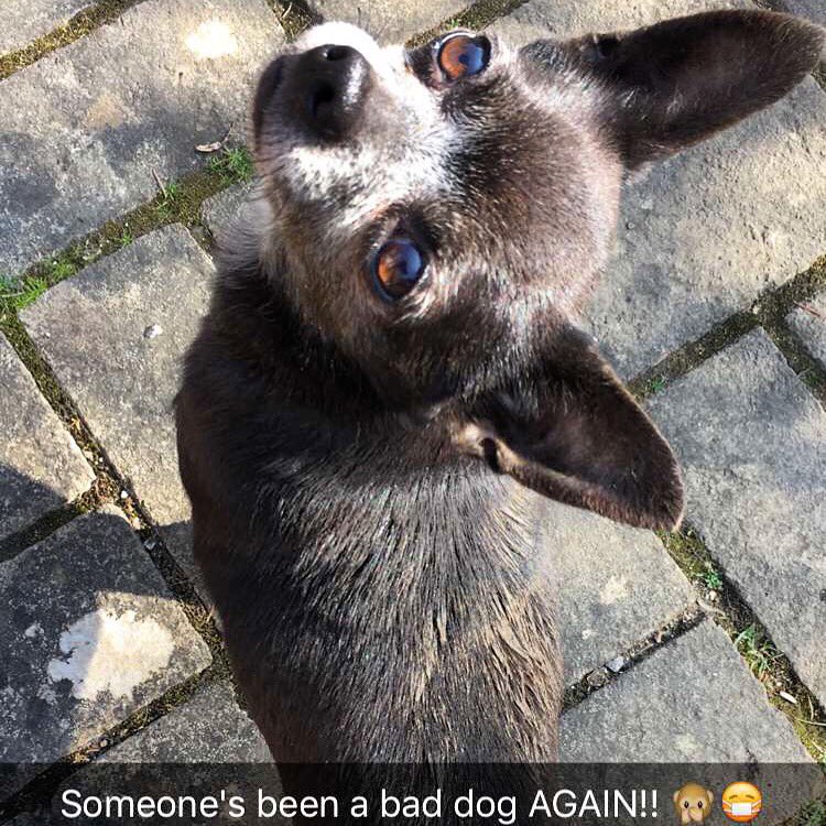 tstuthridge85's tweet photo. Tut tut! Little stinker 😷💩 https://t.co/fwe5yVuoud
