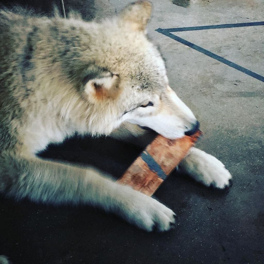 ParlayStudios's tweet photo. ...and sometime they chew on our wedges. 😅
#wolveswillbewolves #bts #youcankeepthat #film… https://t.co/G9c1hQKO37 https://t.co/2pdpUH6wJe
