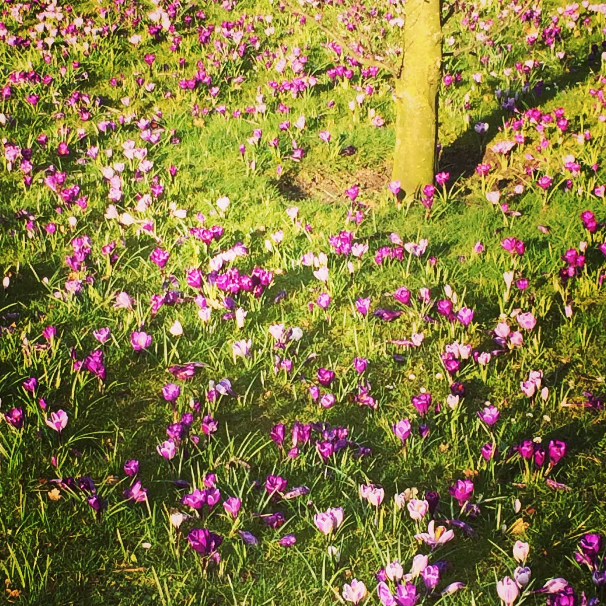 CaminitoColores's tweet photo. Lente!!! Bijna... Zo fijn om weer wat kleur te zien! #lente #krokus https://t.co/ihhoJpdrp8