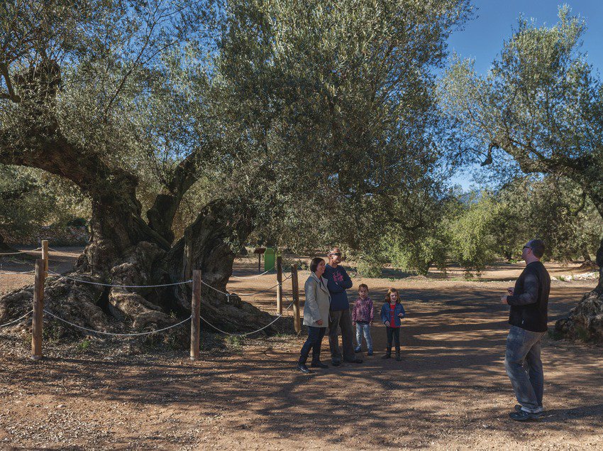 terresebretur's tweet photo. RT @SomGastronomia: Sabies que Horta de Sant Joan, @TerraAlta, hi ha l'olivera mil·lenària més antiga de Catalunya? https://t.co/Bt0dtLAhgC