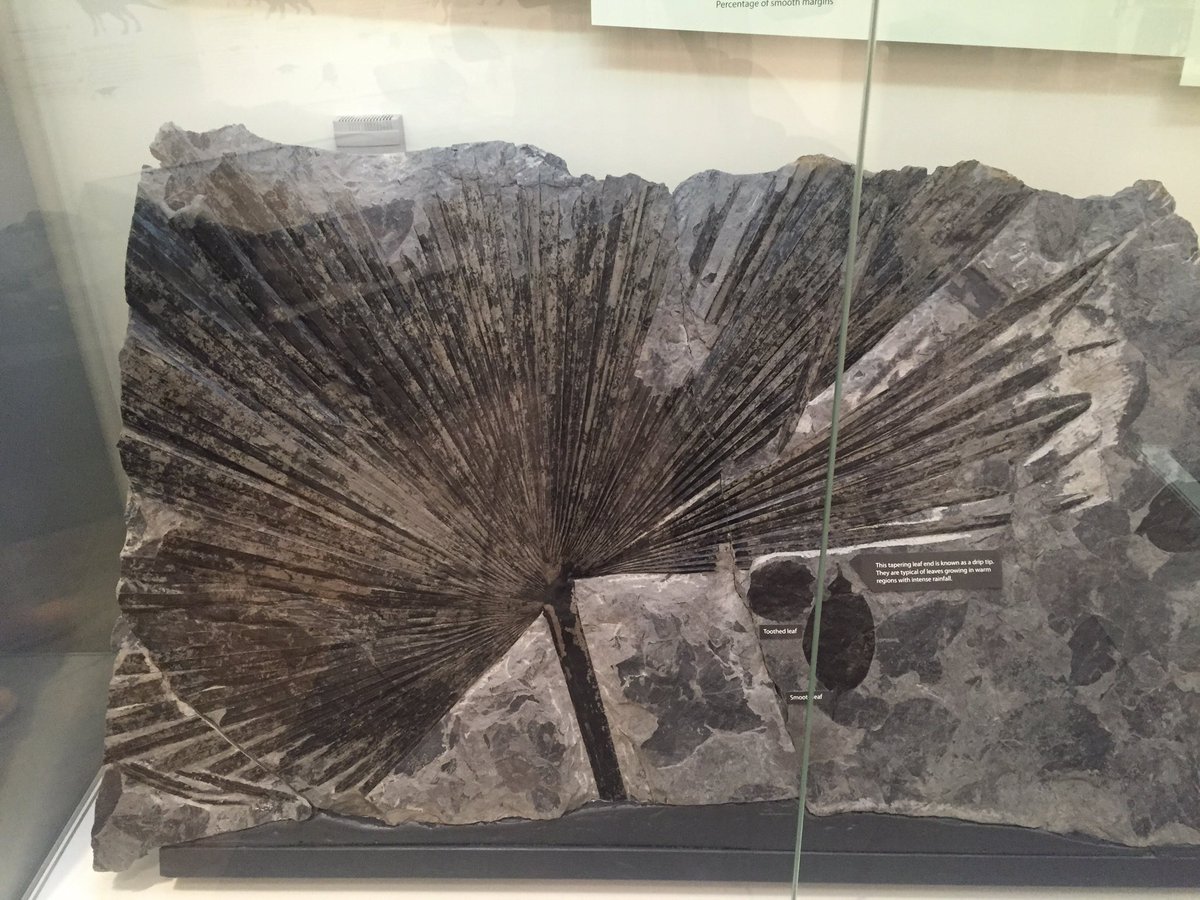 leafdoctor's tweet photo. The Alaskan fossil palm we found while filming #MakingNorthAmerica @novapbs is on display @alaskamuseum https://t.co/3ascnProOP