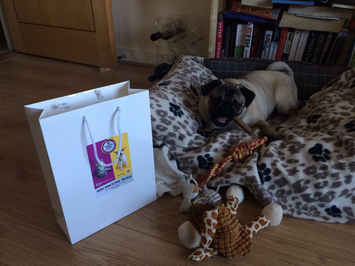 RalphiePug's tweet photo. Happy out with a dentastix after #pawsitivity @PedigreeIreland https://t.co/IveCyVFD8H