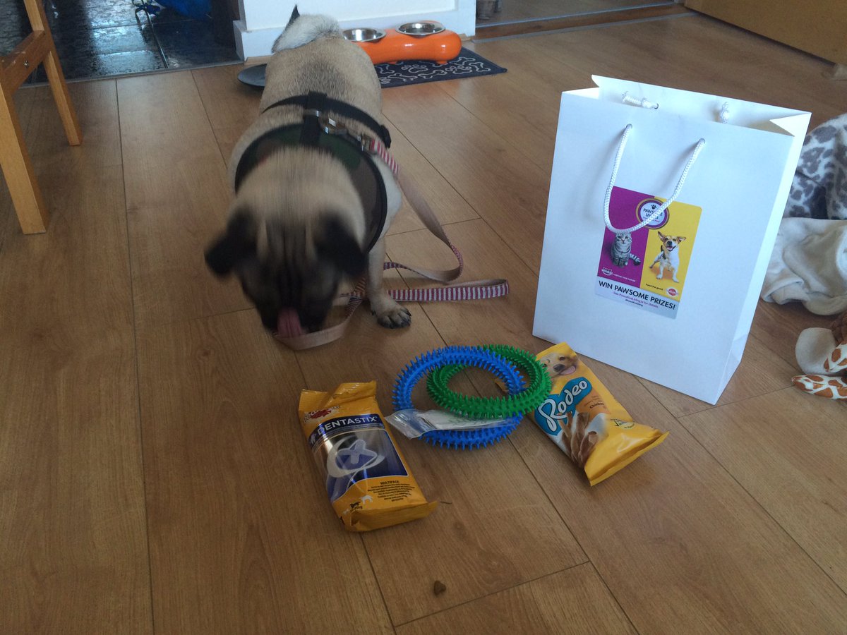 RalphiePug's tweet photo. Happy out with a dentastix after #pawsitivity @PedigreeIreland https://t.co/IveCyVFD8H