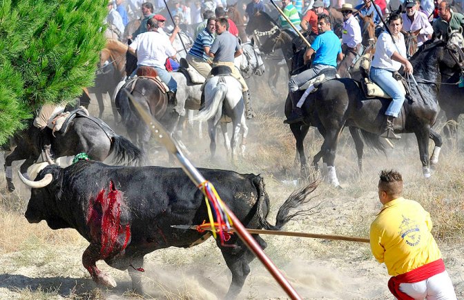 DogRescue2014's tweet photo. Please sign EU petition 2164/2014 and say NO to the Toro de la Vega: https://t.co/eV3pEFgKNi #AbolicionTorosYa https://t.co/scytjFPnwS