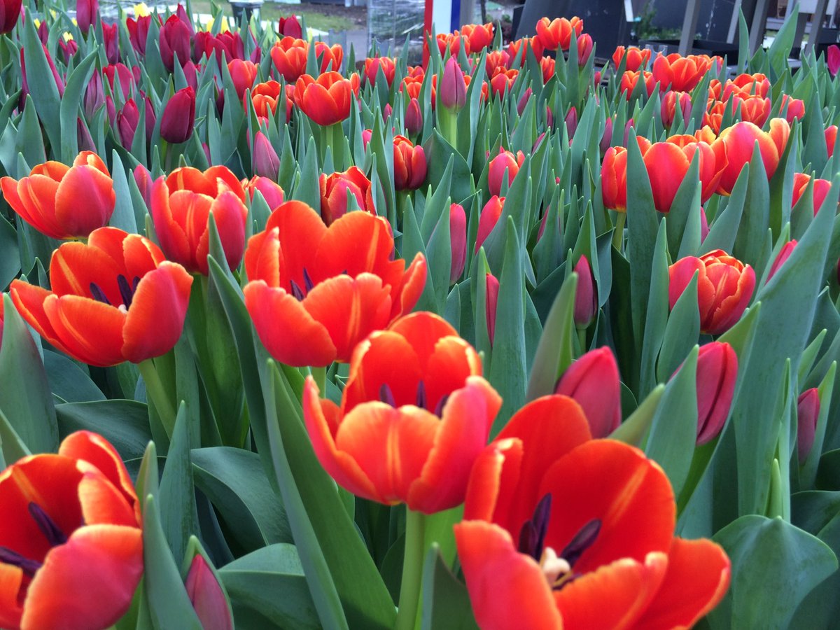 RT @MIFGS1 Tulips in full bloom on-site at #MIFGS!