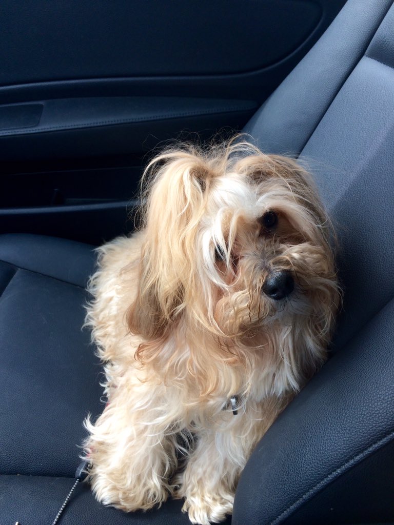 Cubo_Nadine's tweet photo. Happy Sunday to you 🐾 https://t.co/kYeyz2C6Pn