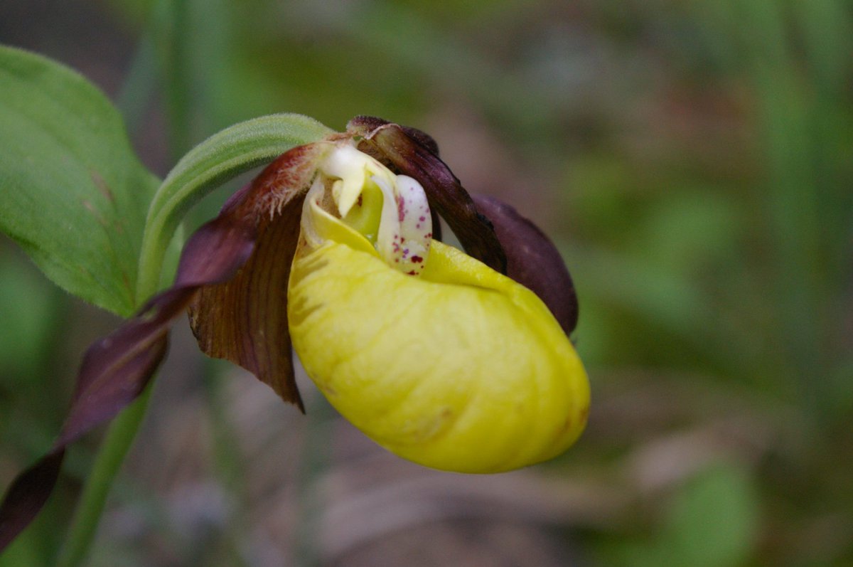 JahSkipper's tweet photo. @toral31KE @Alexpeterpowell @ep_fernandez Cypripedium seen in the Jura is my favorite plant. Whats yours? https://t.co/Xe8MvuuQmO