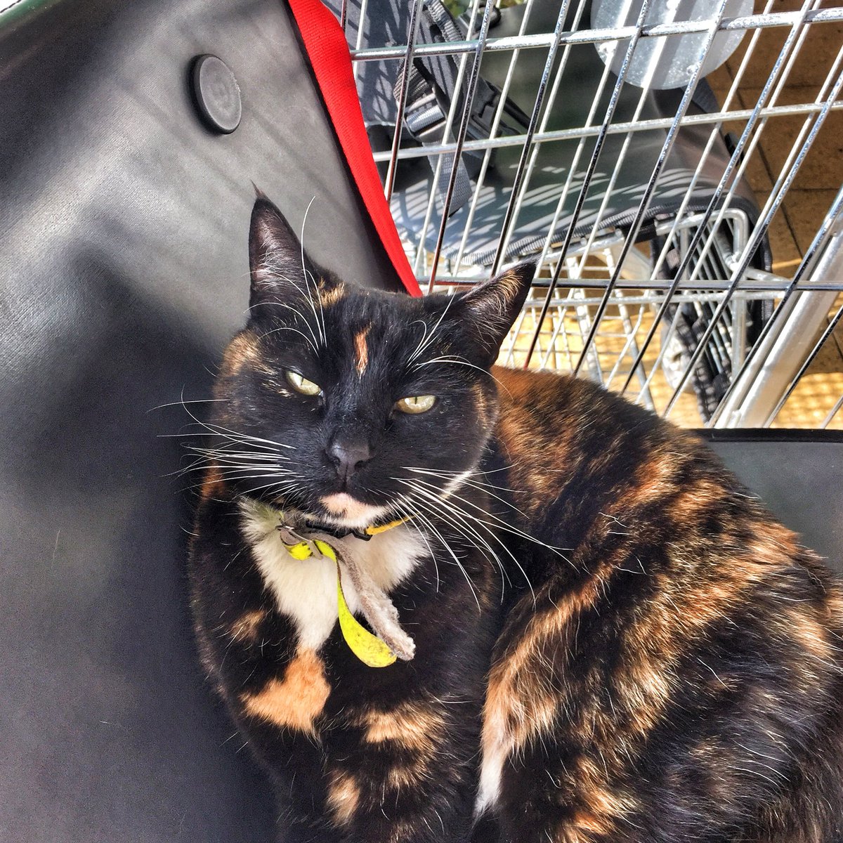 petsafe bark collar test light