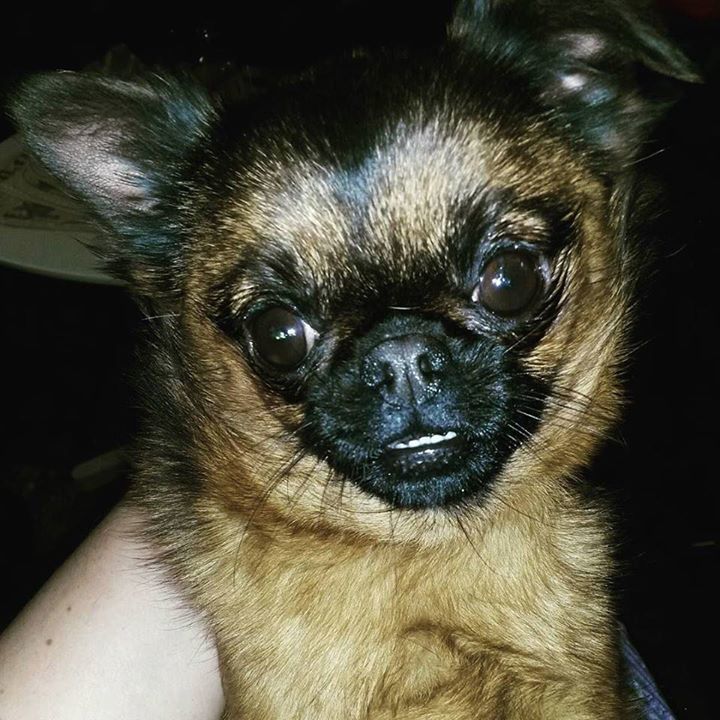 Teacupdogsdaily's tweet photo. #brabancon #griffons #petitebrabancongriffon #likeforlike #love #smalldogs
Photo By: mira… https://t.co/8bRuQIo4s5 https://t.co/TuApzGfocY