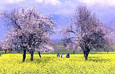 linus_aniar's tweet photo. Tomorrow is the first day of Spring season. Soanth Mubarakh !
#ThingsKashmirisAreAsked #Soanth https://t.co/PdmZ6mvMjO