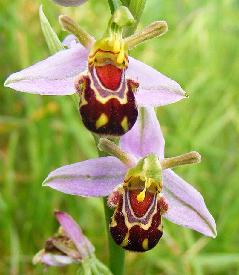 Image result for Ophrys bombyliflora