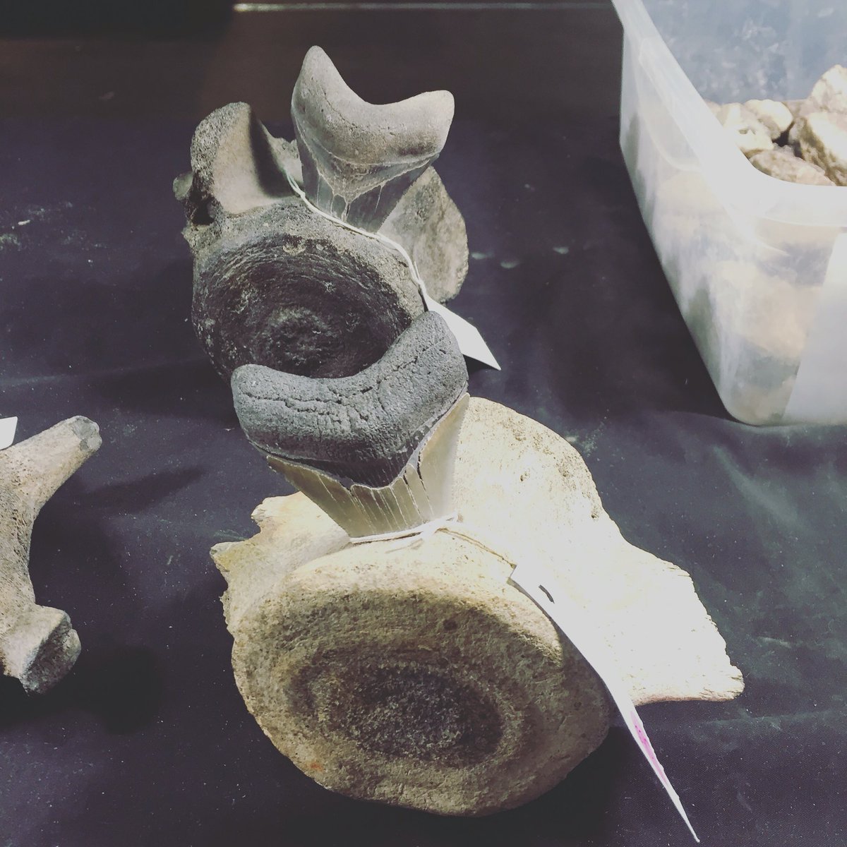 Vancouver Gem Show tweet media