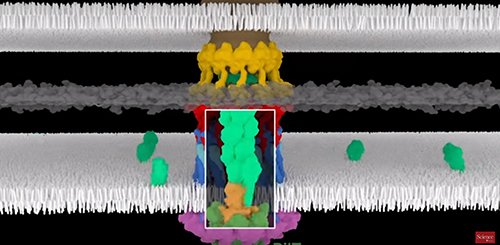 GENbio's tweet image. #GENvideo: How bacteria make a grappling hook for propulsion. Watch now! ow.ly/ZlQ6B
