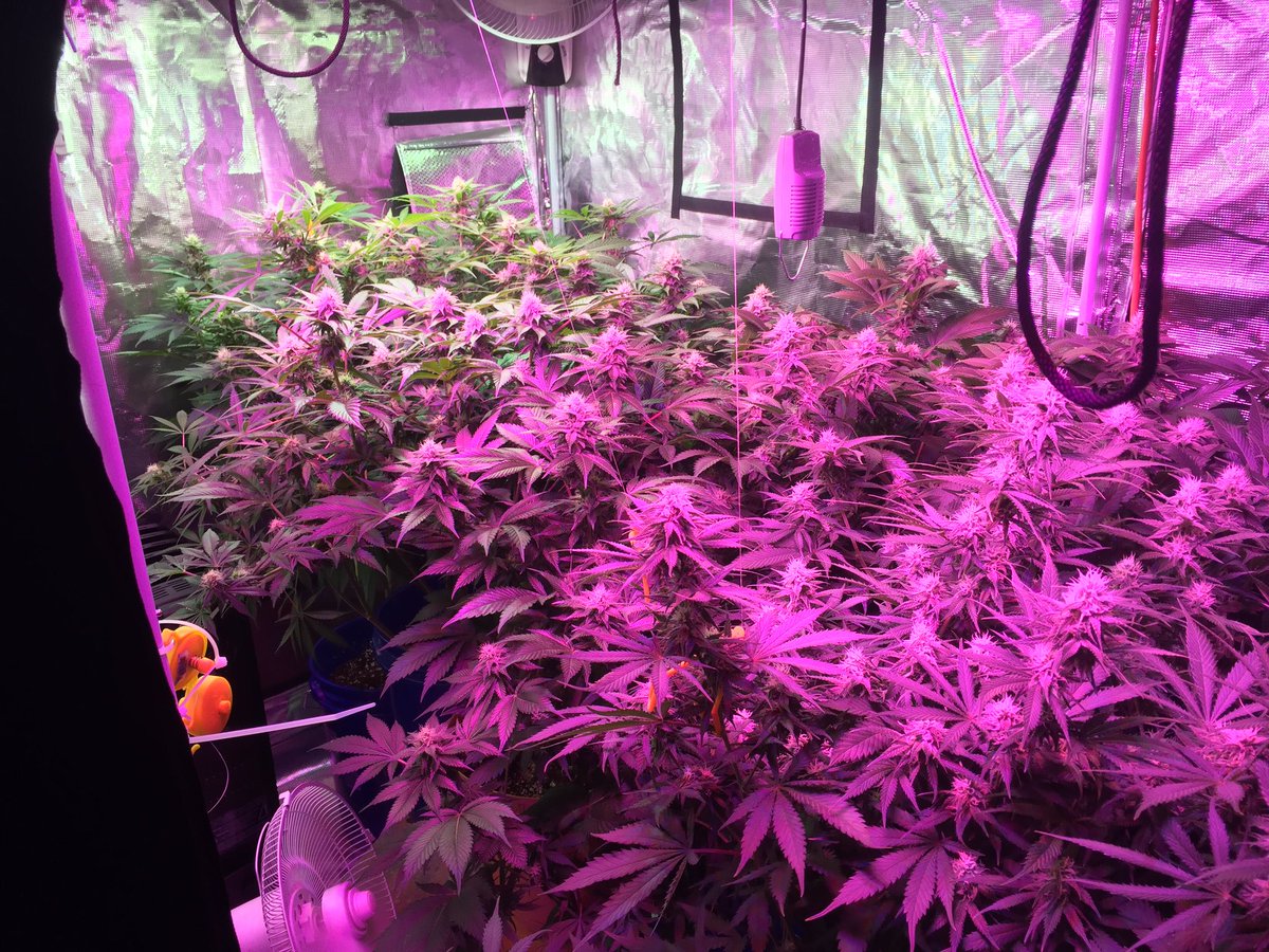 Just a beautiful day in the neighborhood 👌🏼 #cannabis #nofilter #week4 #justwait