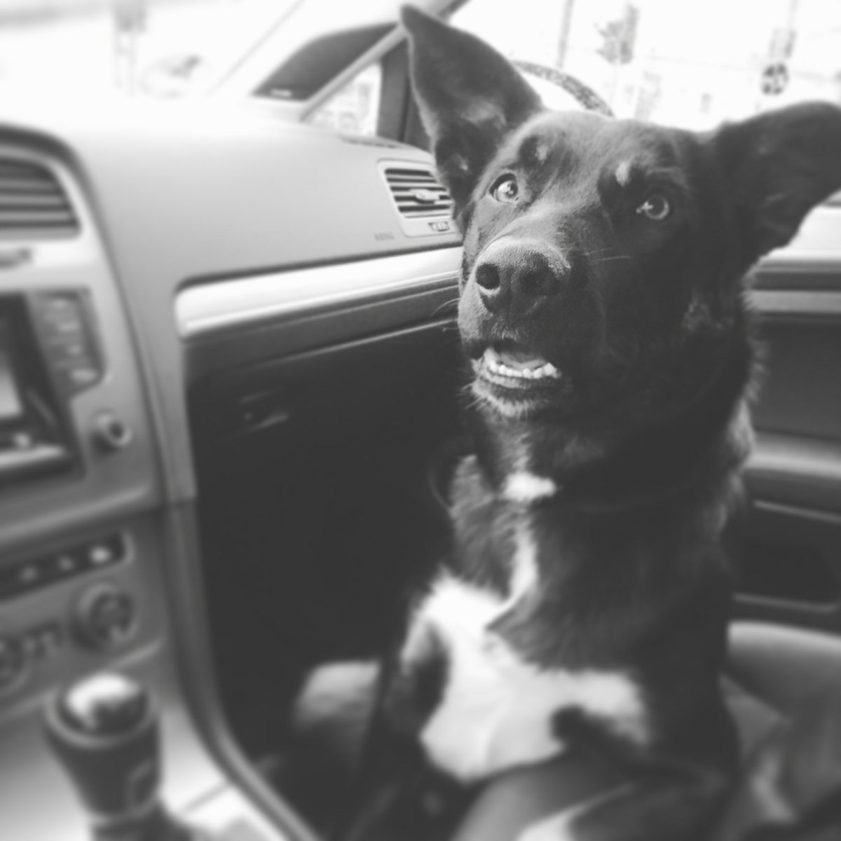 #Freunde #Hund#Bolle#dasbestewasesgibt