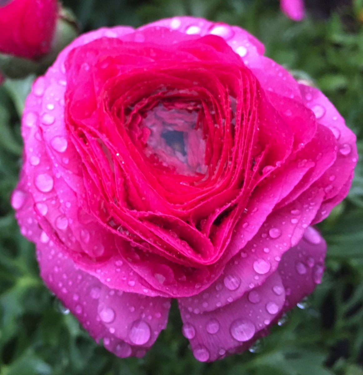 LooniCat's tweet photo. @alyssaharad Ranunculus in the rain this morning. https://t.co/jl1ZnmIpIM