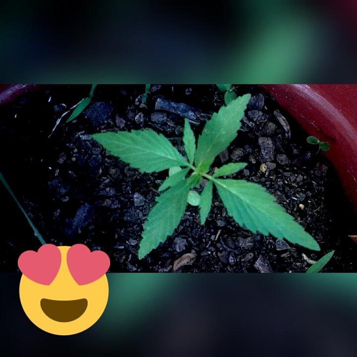 HimaAlexandra tweet picture