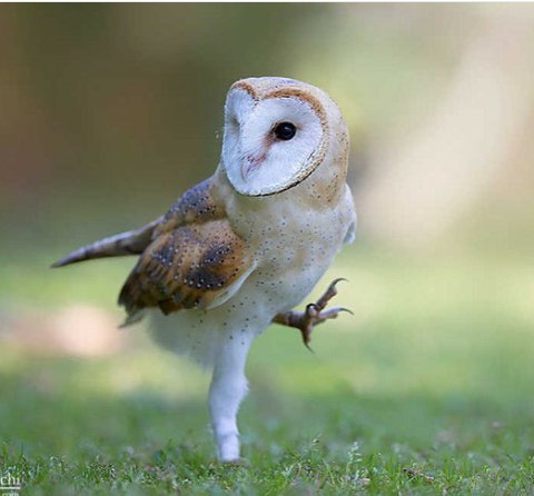 ak_kingdom's tweet photo. •Owls can turn their heads as much as 270 degrees. https://t.co/xmbfCkeuPw
