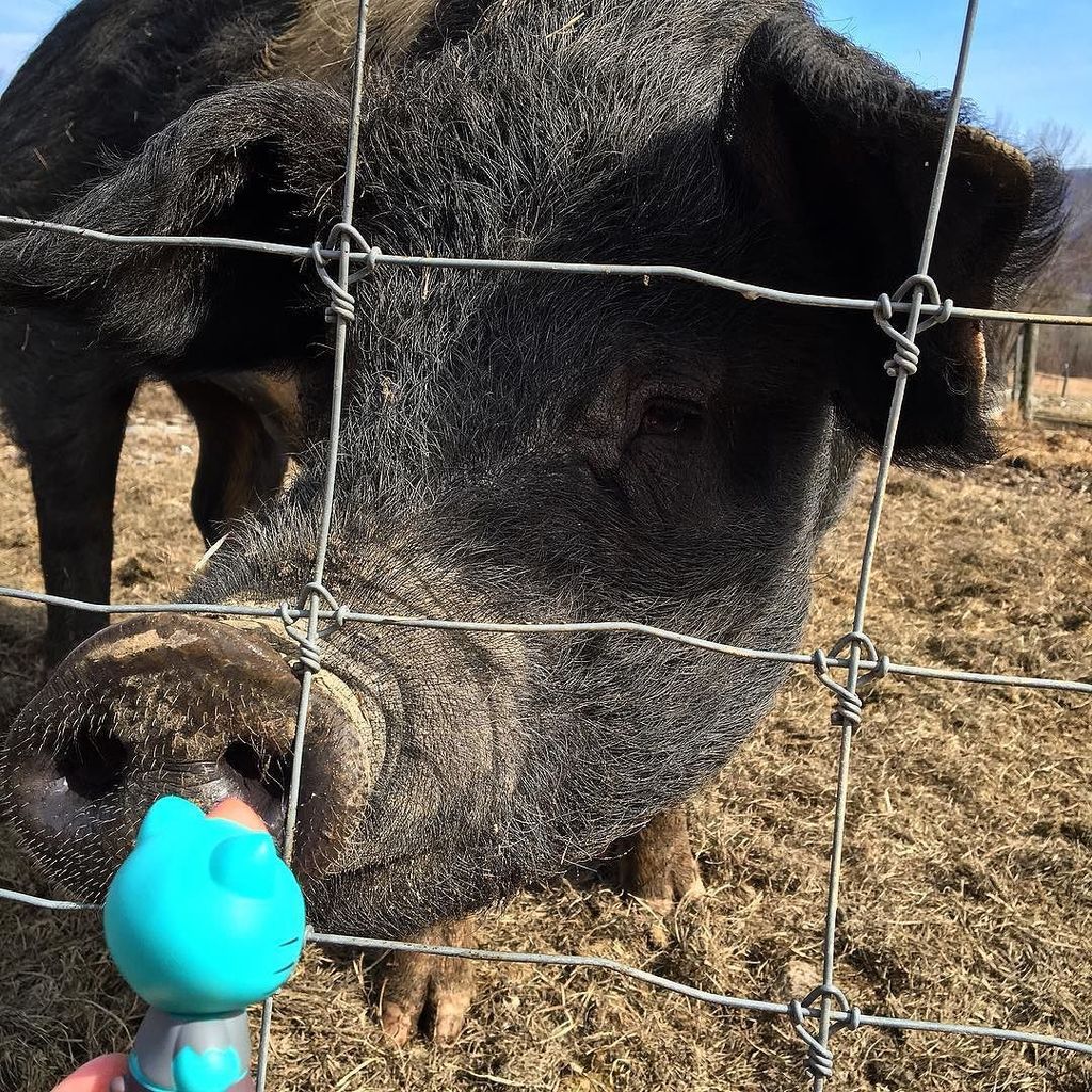 fistfulofcrafts's tweet image. She makes friends so easily! #zombiekitty #thewalkingpurr #pigfriend