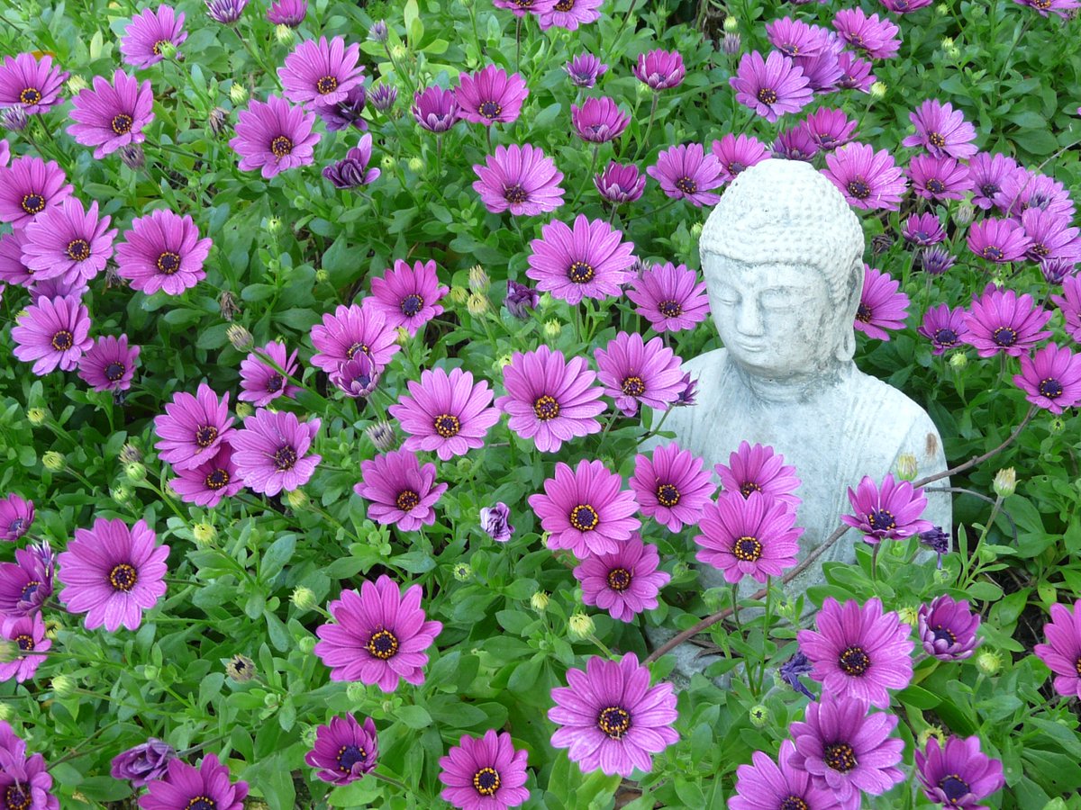 SteveTrossman's tweet photo. Buddha and friends. https://t.co/qbRmJ0XfyT