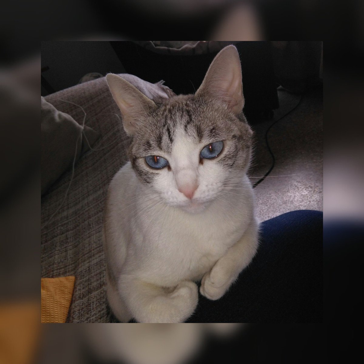 Lidia340's tweet photo. Que bonica mi gatica https://t.co/7CYlwy6Nwo