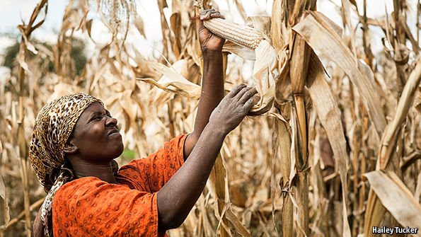 Innovation in Africa farming is accelerating. Now to keep the trend going econ.st/1YCbqa9