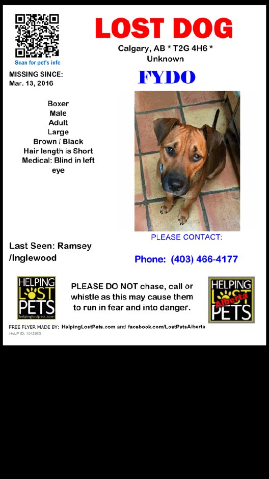 Bloom Event Planning (@bloomyyc) on Twitter photo My new rescue dog just ran away in Ramsay area. Name is Fyodor. Please retweet <a href="/nenshi/">Naheed Nenshi</a> @gccarra #yyc My new rescue dog just ran away in Ramsay area. Name is Fyodor. Please retweet <a href="/nenshi/">Naheed Nenshi</a> @gccarra #yyc