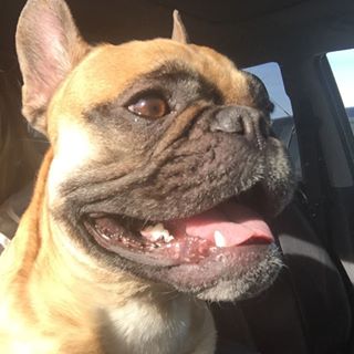 Frenchie_Cute's tweet photo. Sun's out, guns out ☀️ #spring #winterisfinallyover #frenchie #frenchbulldog #bully #bulldog https://t.co/jbdKcHrnYI https://t.co/zFK1kAj6Fl