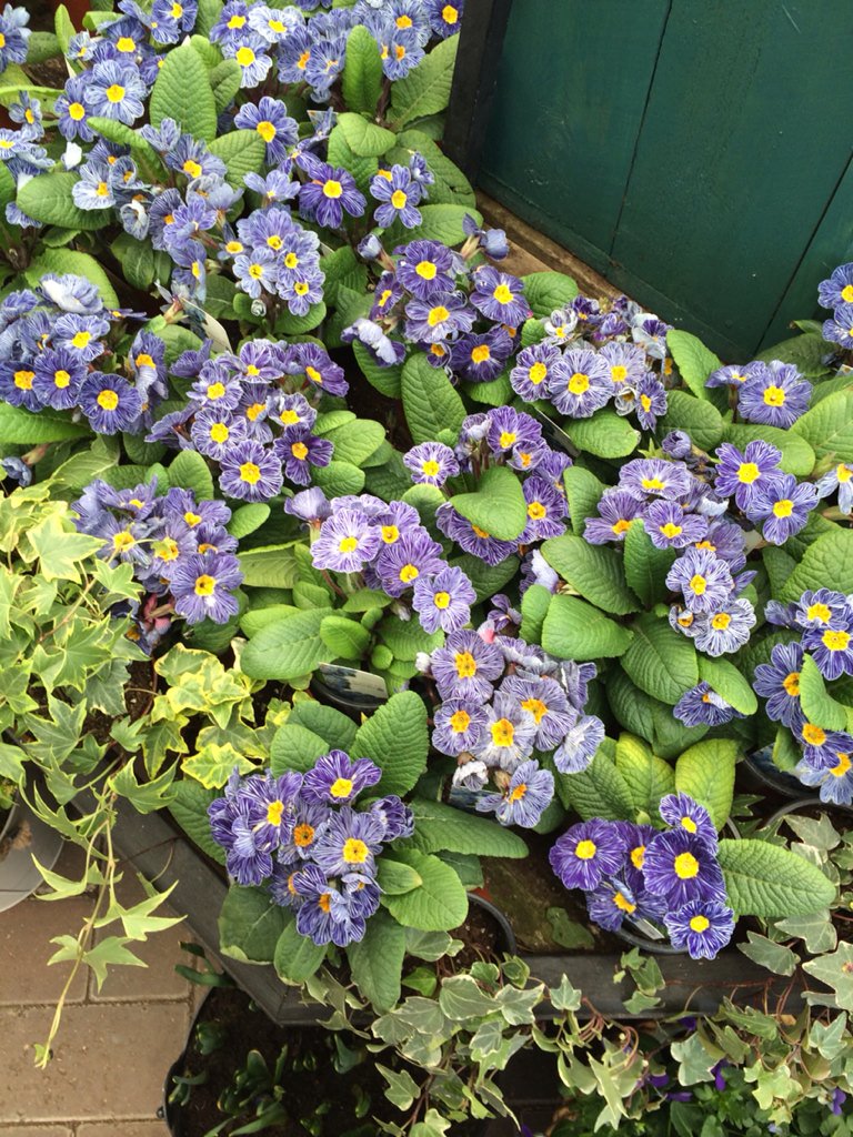 Sallyvdhorst's tweet photo. Great display of @Fleuroselect approved #novelty Primula #zebrablue @TrenthamEstate Blue Diamond garden centre. https://t.co/VeqyNQ6Cxb
