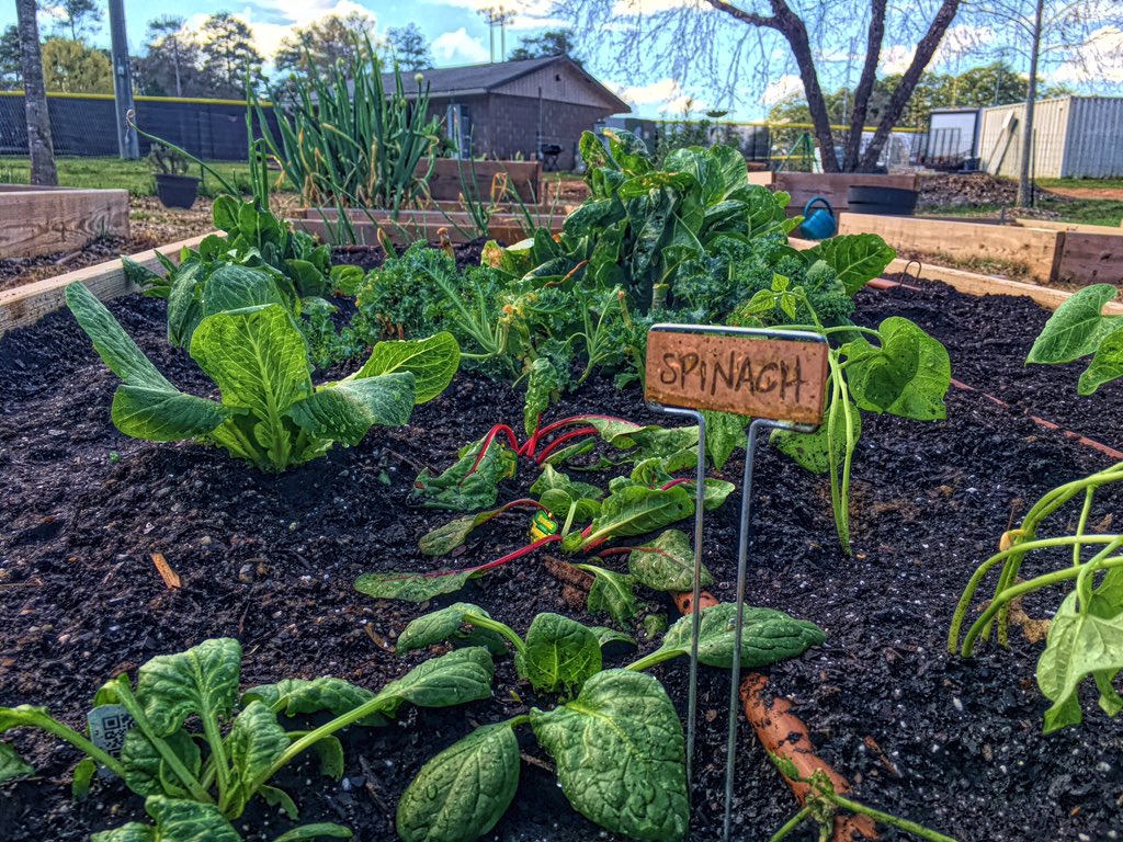 wilsok4's tweet photo. .@acrodisneygirl We are ready for spring! Somehow I beat @tomlinson701 to it! #amateurgardening at its finest :) https://t.co/8iSBm5auxU