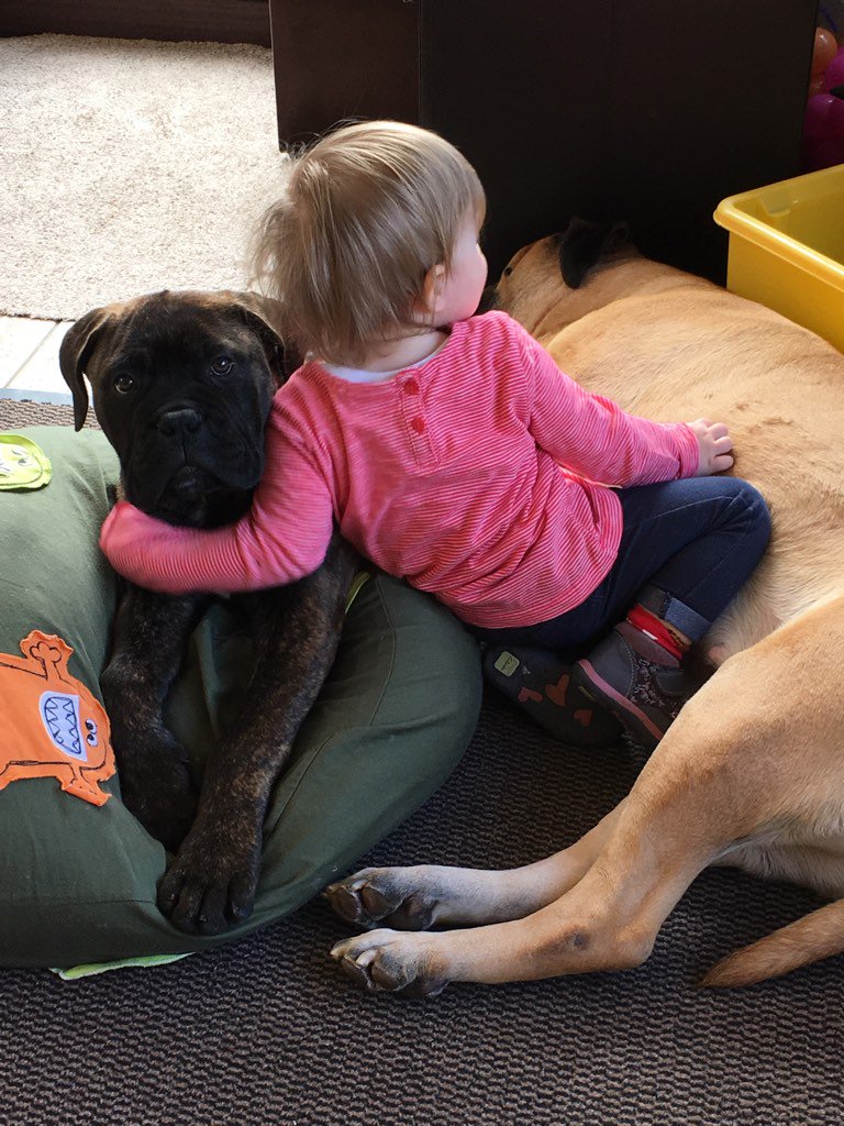 DaisyJTheDog's tweet photo. @clarebalding Ruby with Daisy (friend for life finalist) and Ronnie  #c4crufts https://t.co/NMlYRjGCg2