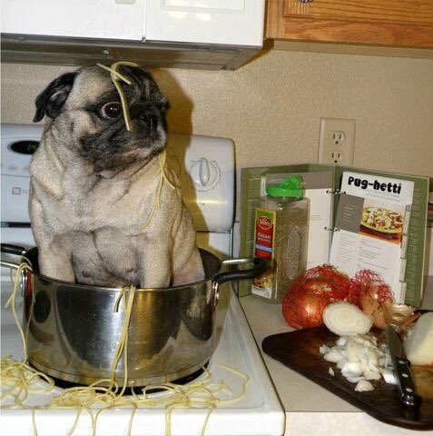 THDSH_WKU's tweet photo. Join us for dinner at The $100 Solution House on Wednesday from 4:30-6 pm. It's pasta night! https://t.co/p0kYSSPXz7