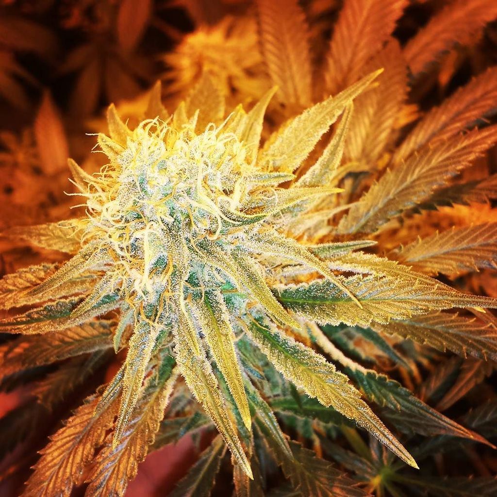 applejuice14431's tweet photo. #g13haze I'm excited about this one...so #chunky #420 #noBunkjustFunk #wfayo #weShouldSmoke #iwillMarrymary #high #… https://t.co/wIf81yZFql